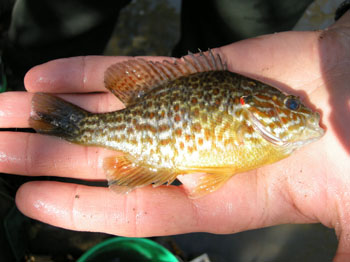 Pumpkinseed