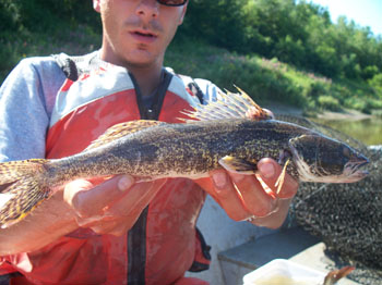 Sauger