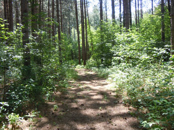 Robert Graham Conservation Area, Glen Stewart, Ontario