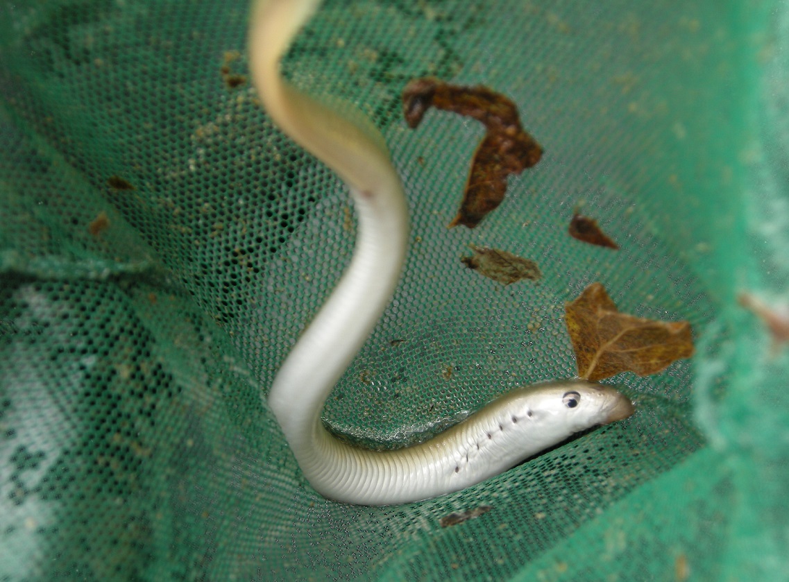 American Brook Lamprey