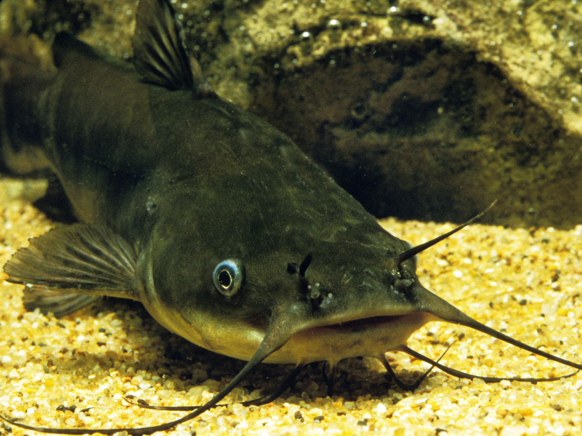 Brown Bullhead