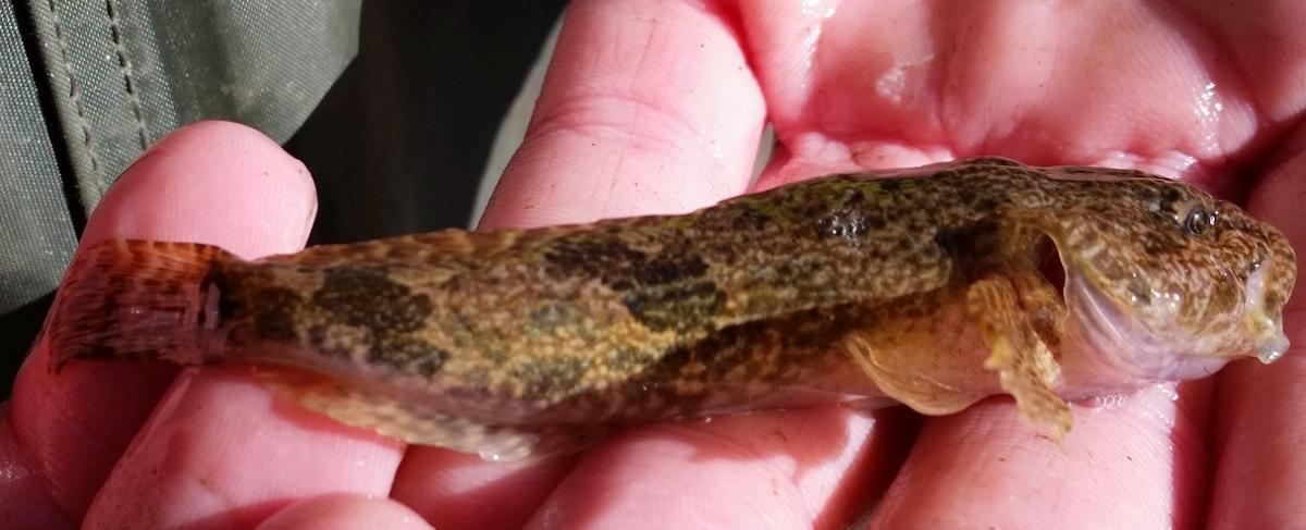 Mottled Sculpin