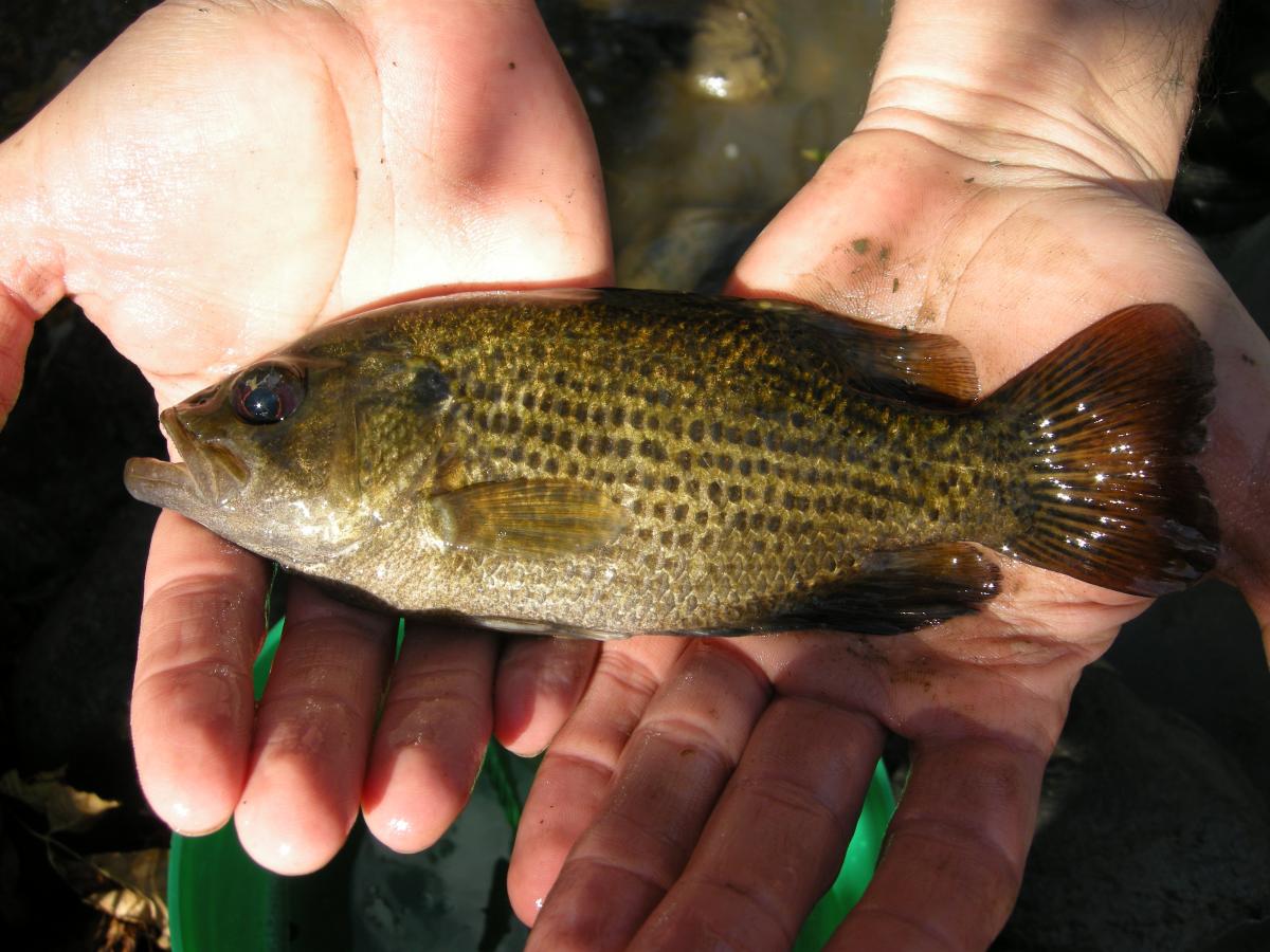 Rock Bass