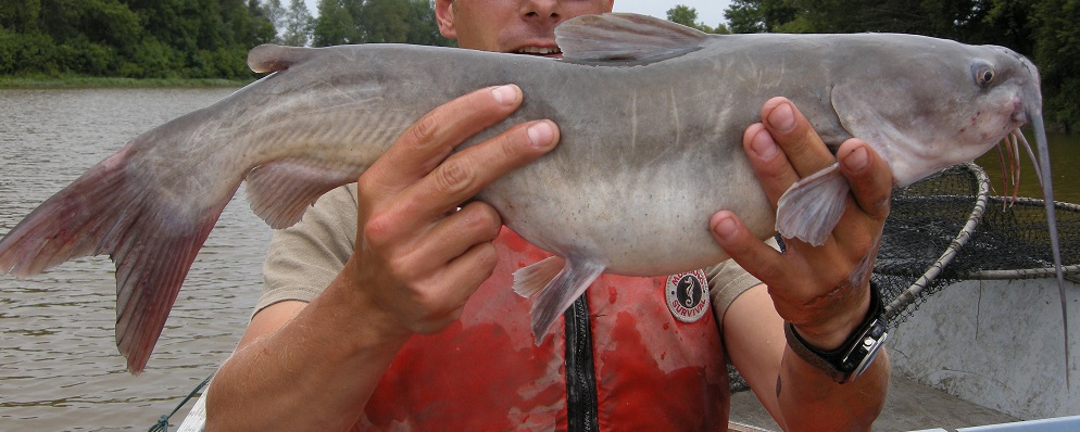 Channel catfish