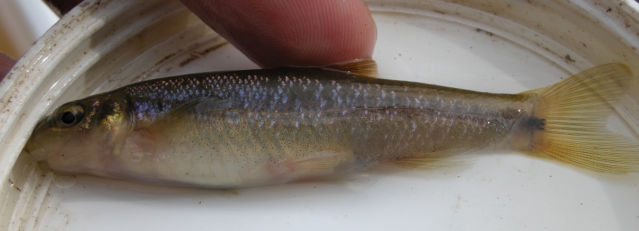 Cutlip Minnow