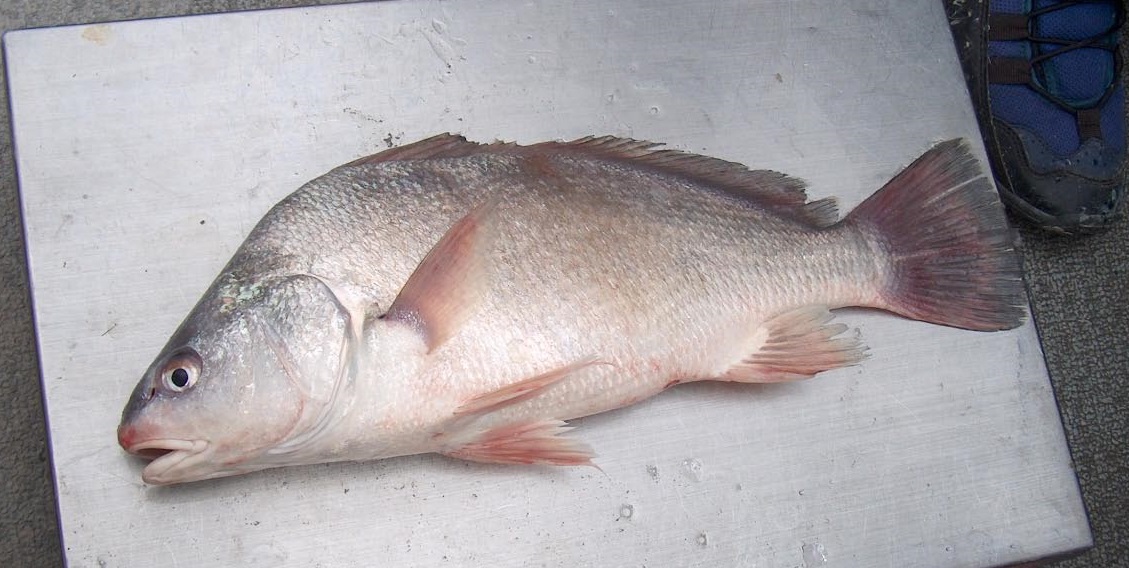 Freshwater Drum